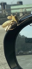 Stagmomantis