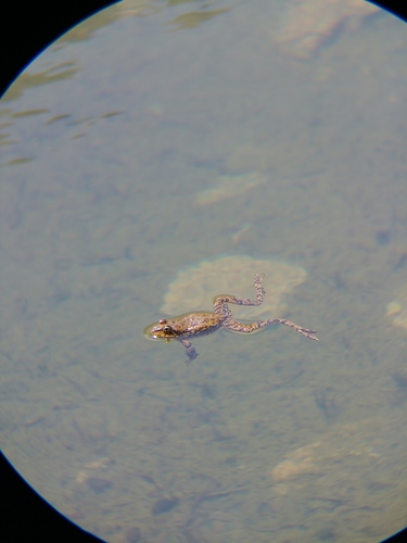 iNaturalist observation photo of Sierra Nevada Yellow-legged Frog
