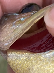 Lepomis gibbosus × cyanellus