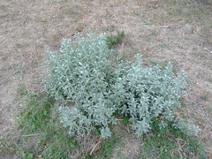 Mercurialis tomentosa