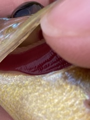 Lepomis gibbosus × cyanellus