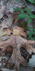 Callirhytis infuscata