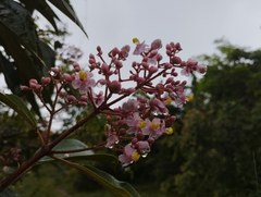 Miconia xalapensis