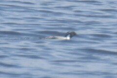 Synthliboramphus antiquus