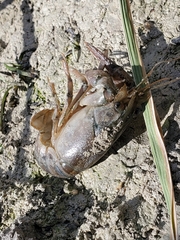 Faxonius virilis