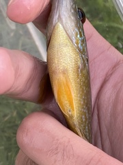 Lepomis gibbosus × cyanellus