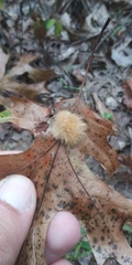 Callirhytis infuscata