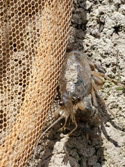 Faxonius virilis