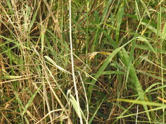 Acrocephalus arundinaceus