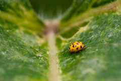 Coccinellinae