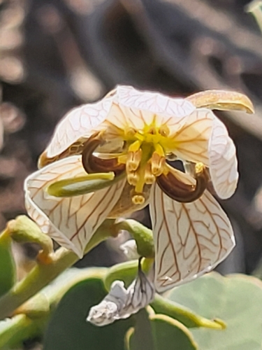 Port Royal senna (Senna italica)