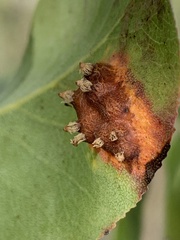 Gymnosporangium sabinae