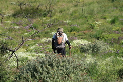 Dischisma ciliatum erinoides