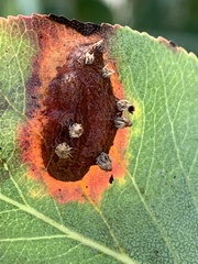 Gymnosporangium sabinae