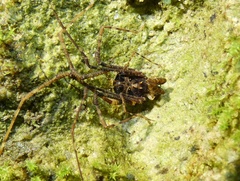 Cranaidae