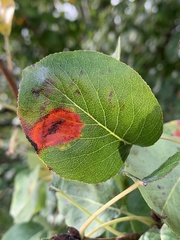 Gymnosporangium sabinae