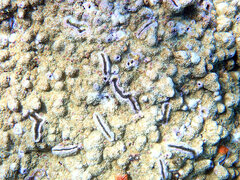 Montipora