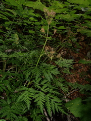 Chaerophyllum villarsii