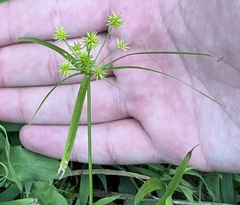 Cyperus croceus