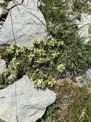 Sideritis hyssopifolia