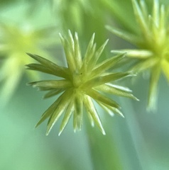 Cyperus croceus