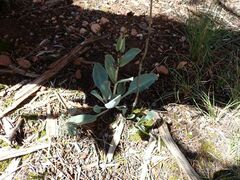 Penstemon pachyphyllus
