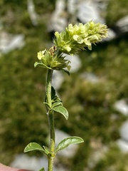 Sideritis hyssopifolia