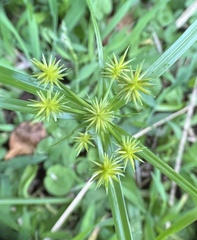 Cyperus croceus