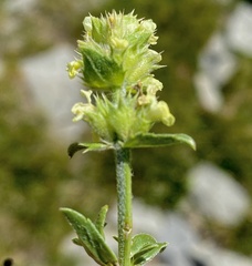 Sideritis hyssopifolia