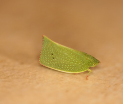 Siphanta acuta