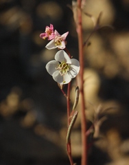 Chylismia claviformis integrior