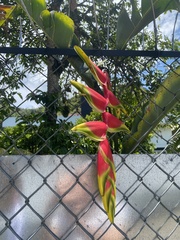 Heliconia rostrata