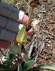 Penstemon pachyphyllus