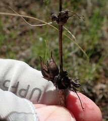 Penstemon pachyphyllus