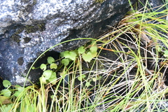 Halerpestes cymbalaria