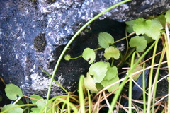 Halerpestes cymbalaria