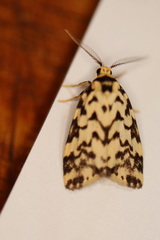 Goniosema anguliscripta