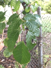 Polyscias guilfoylei