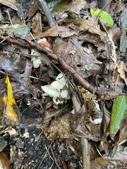 Entoloma abortivum