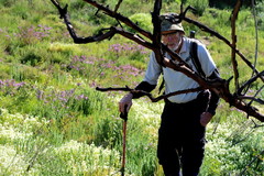 Dischisma ciliatum erinoides