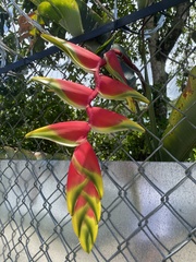 Heliconia rostrata