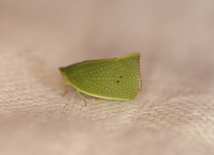 Siphanta acuta