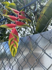 Heliconia rostrata