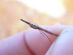 Tetragnatha