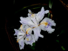 Iris japonica