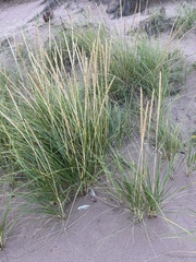 Ammophila breviligulata