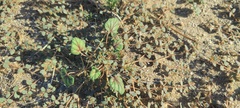 Erodium texanum
