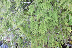 Thuja plicata