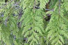 Thuja plicata