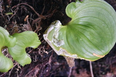 Parallelomma vittatum